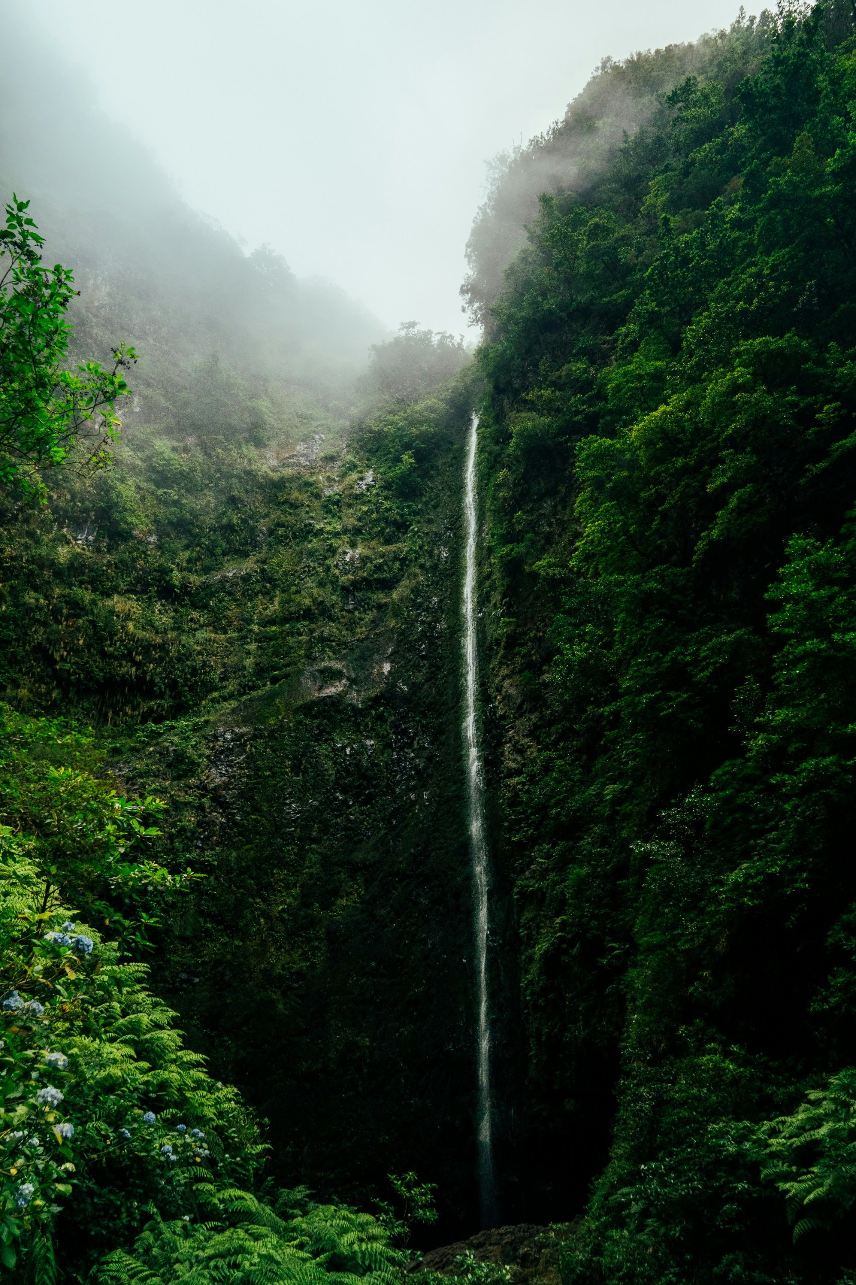 A tall waterfall falling through a misty, fern-covered green gorge